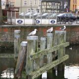 IMG_4230.JPG